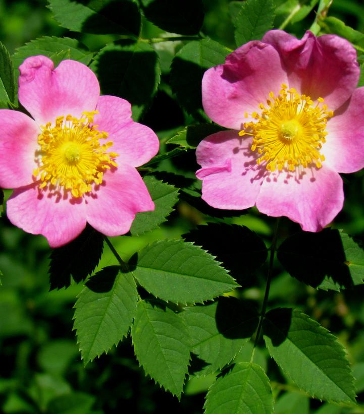 Rosa carolina 