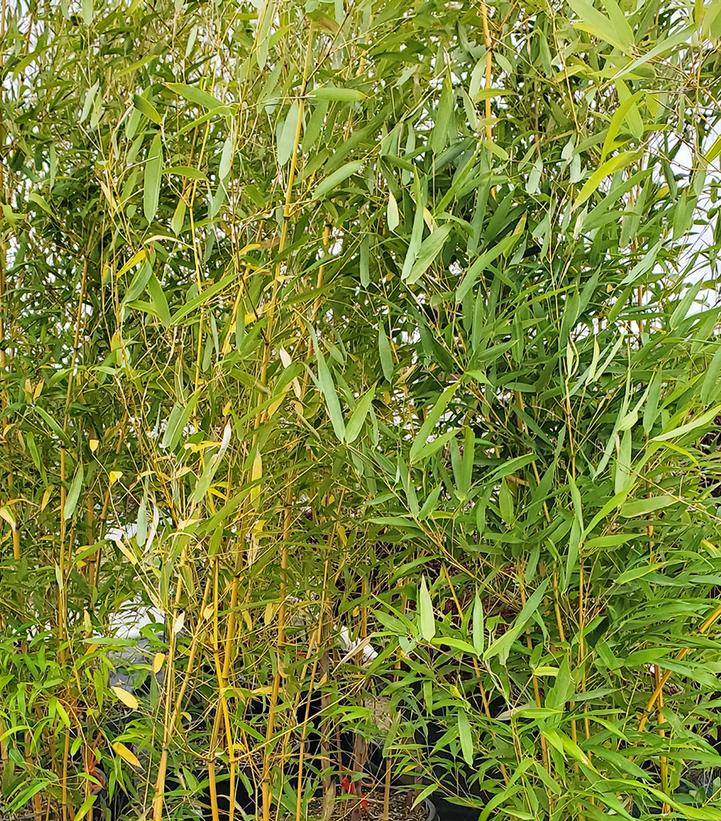 Bamboo- Phyllostachys aureosulcata 'Aureocaulis'