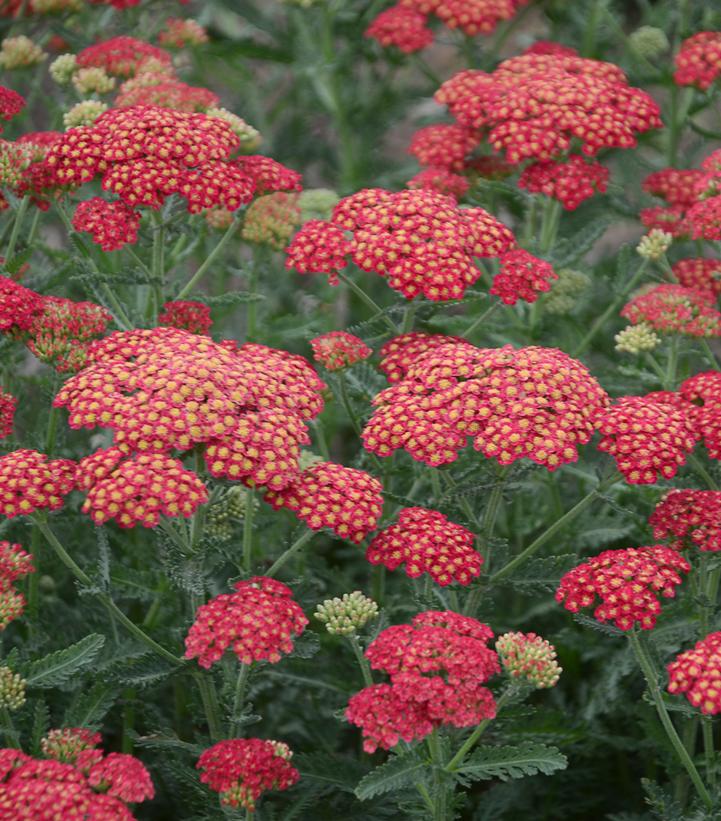 Achillea x 'Firefly Red Pop'