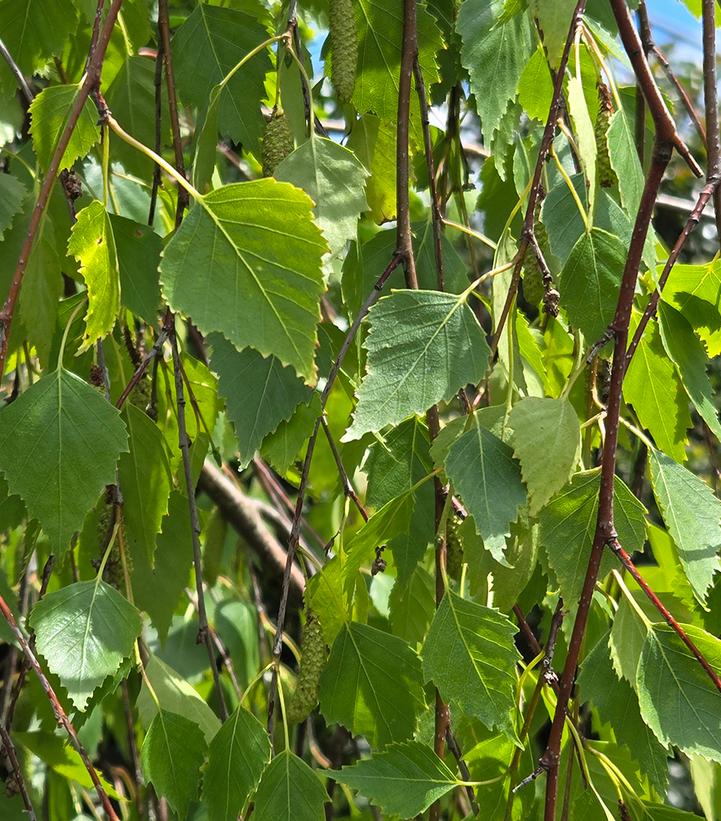 Betula pendula 'Youngii'