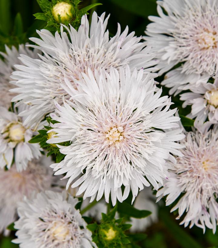 Stokesia laevis TOTALLY STOKED™ 'Whitecaps'