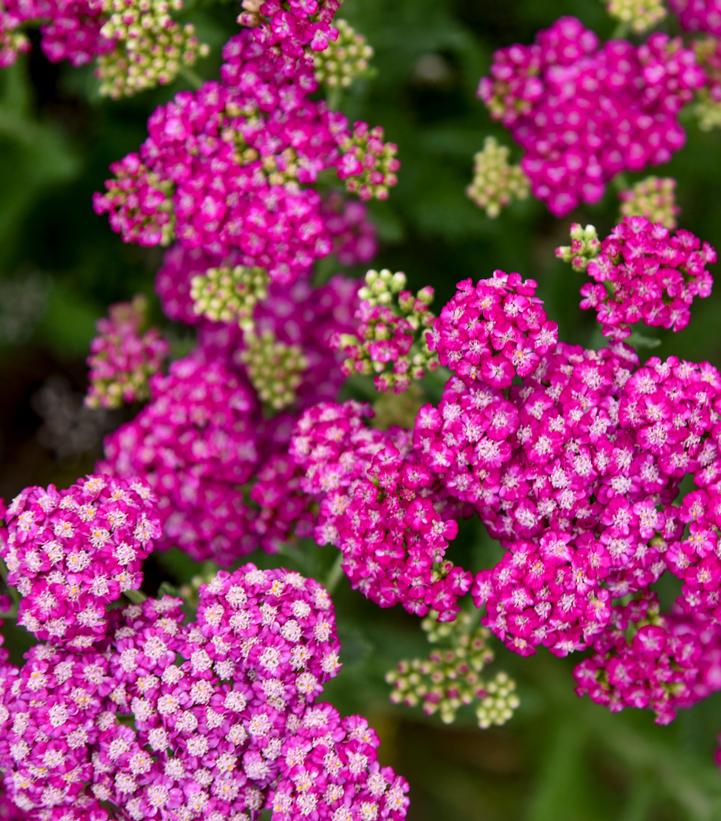 Achillea x 'Firefly Fuchsia'