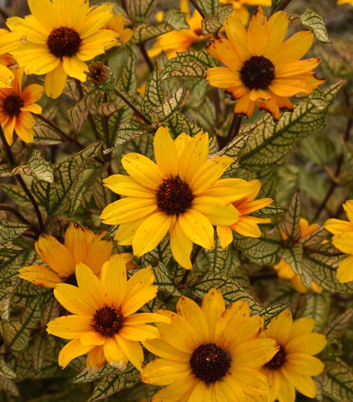 Heliopsis helianthoides 'Touch of Blush'