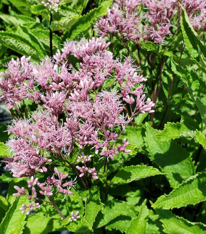 Eupatorium dubium 'Little Pye'