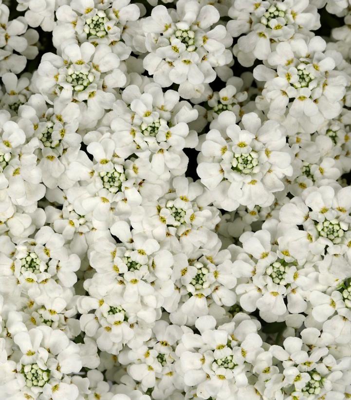 Iberis sempervirens 'White Shadow'