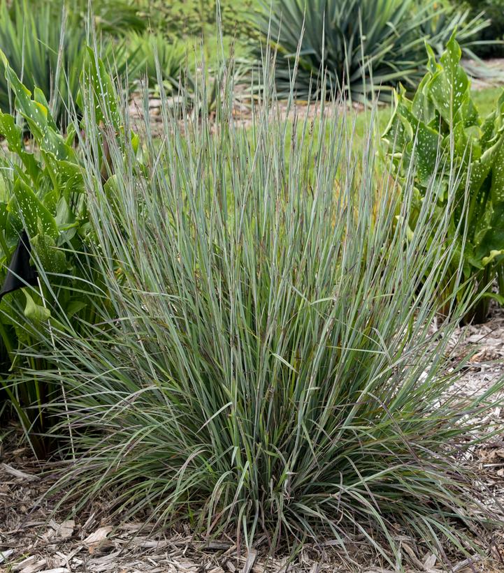 Schizachyrium scoparium PRAIRIE WINDS® 'Brush Strokes'