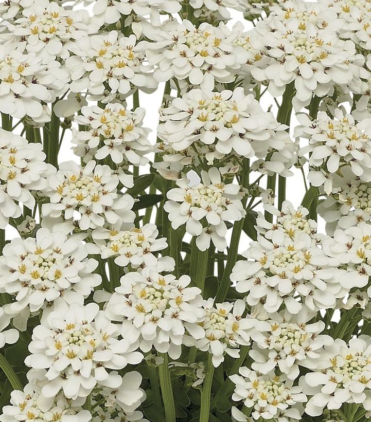 Iberis sempervirens Snowdrift™