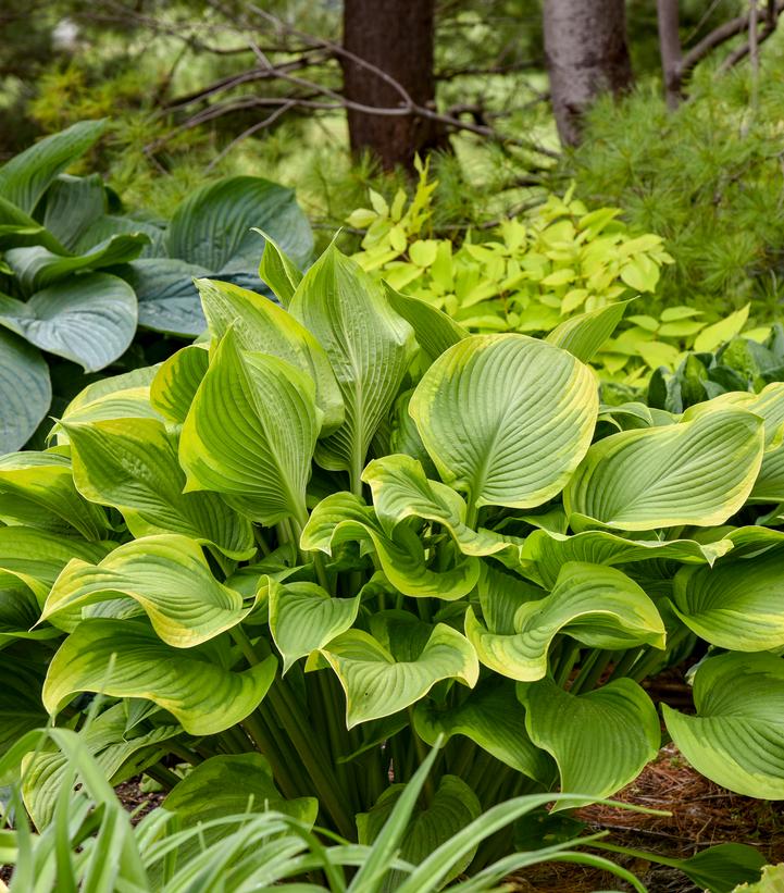 Hosta SHADOWLAND® 'Lone Star'