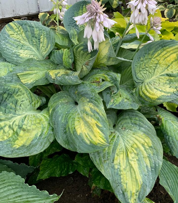 Hosta SHADOWLAND® 'Sound of Music'