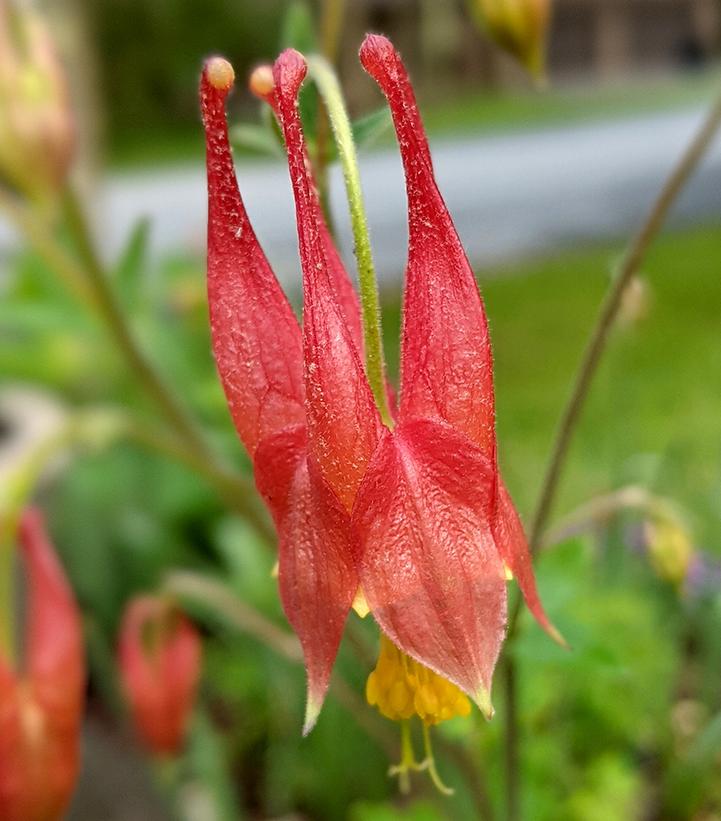 Aquilegia canadensis 