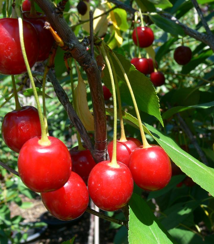 Prunus Romance 'Cupid'
