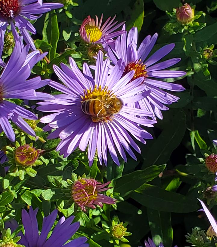 Aster oblongifolius 'Twilight Sky'