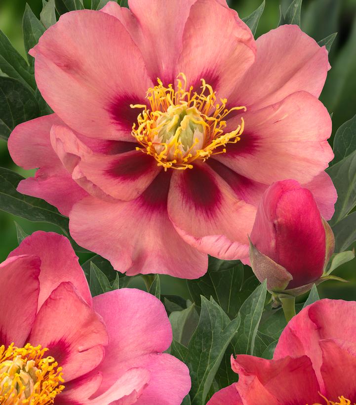 Paeonia x ITOH 'Old Rose Dandy'