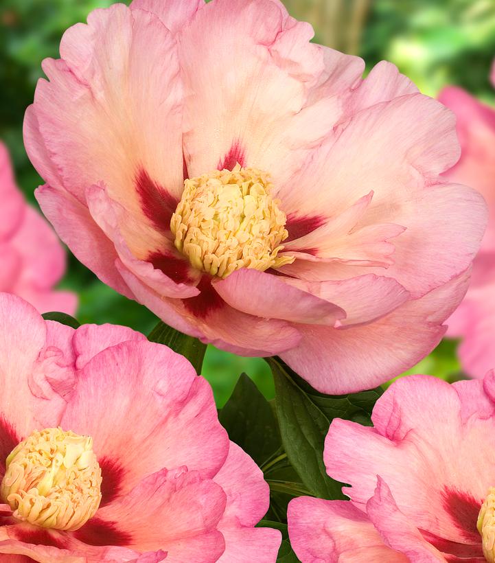 Paeonia x ITOH 'Pastel Splendor'