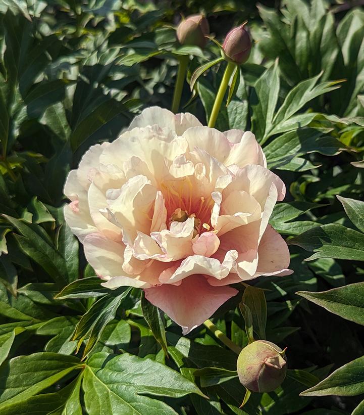 Paeonia x ITOH 'Scrumdiddlyumptious'