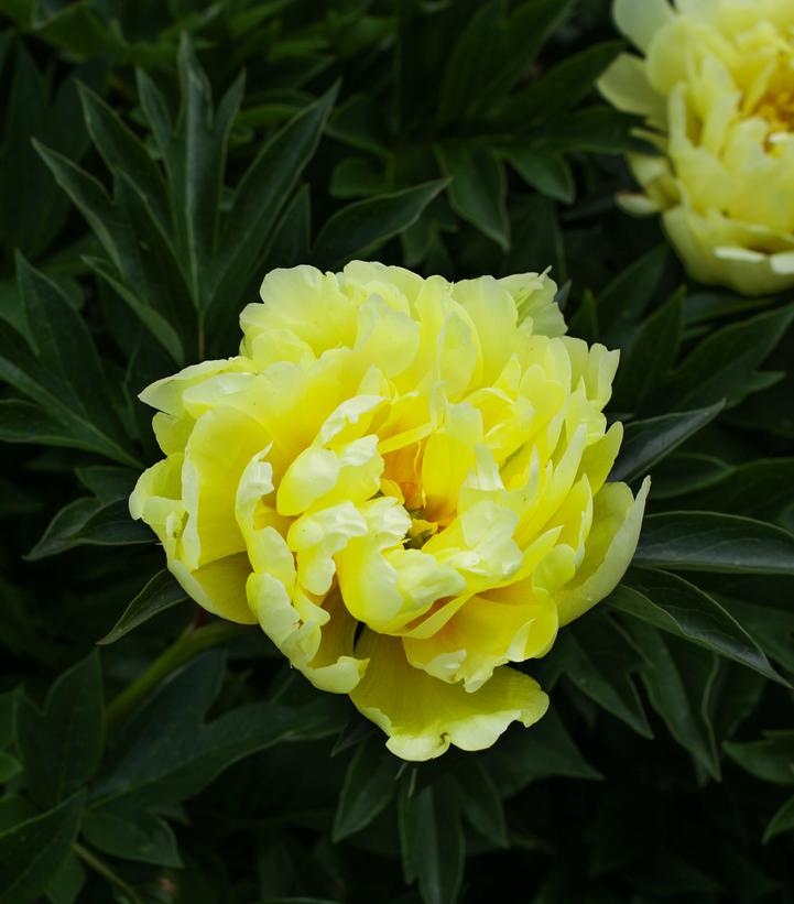 Paeonia x ITOH 'Viking Full Moon'