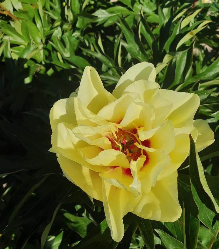 Paeonia x ITOH 'Yellow Waterlily'