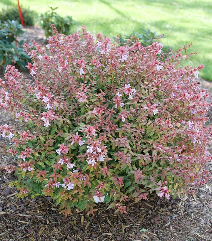Image Credit: Spring Meadow Nursery