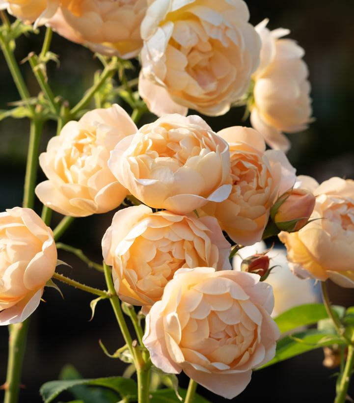 Image Credit: David Austin Roses