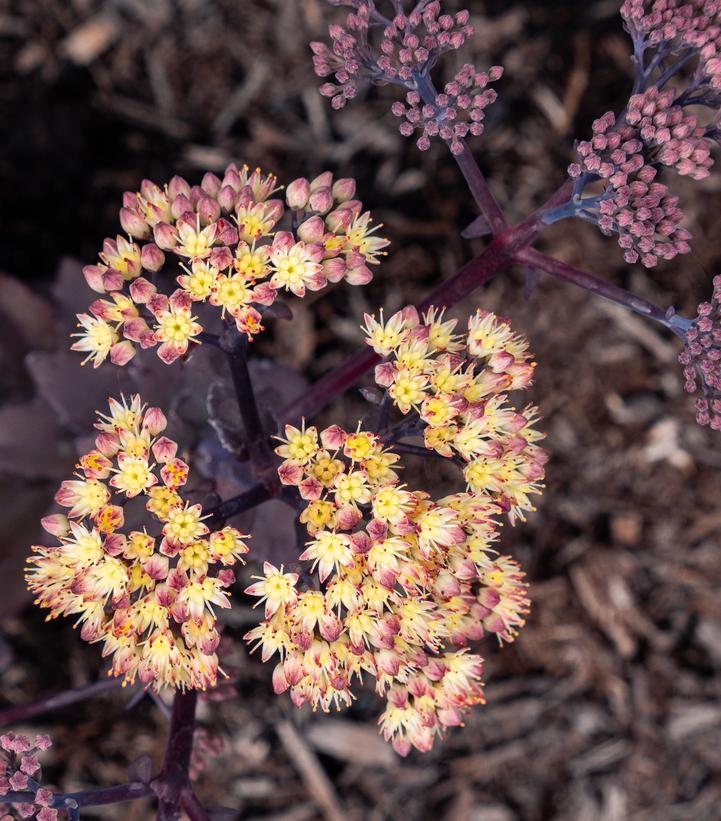 Image Credit: Bloomin' Easy