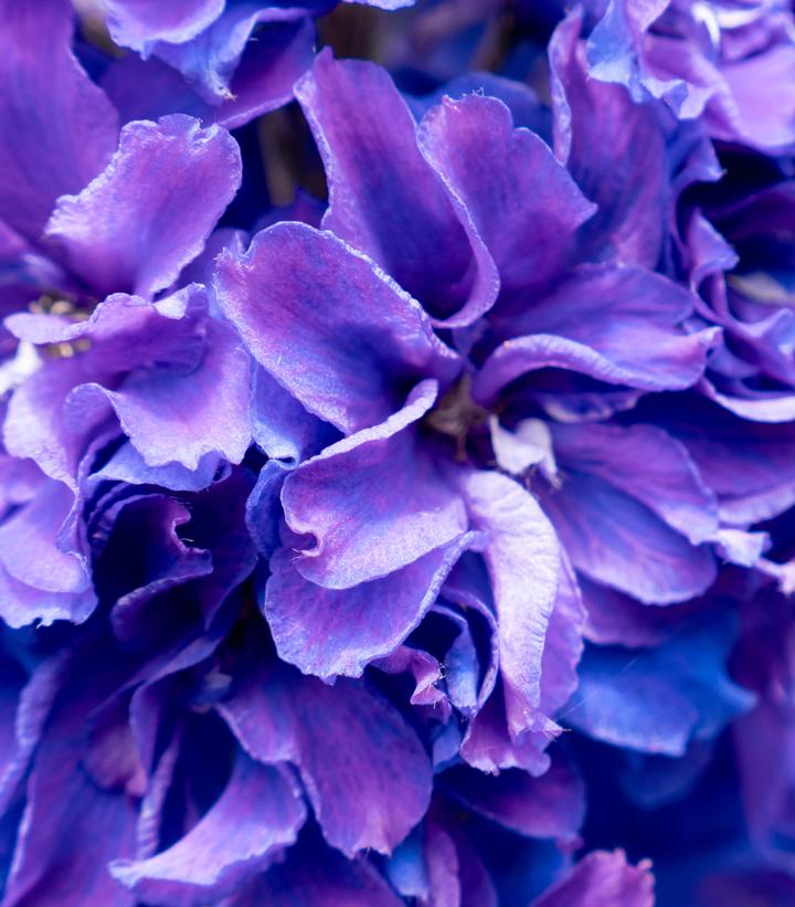 Image Credit: Bloomin' Easy