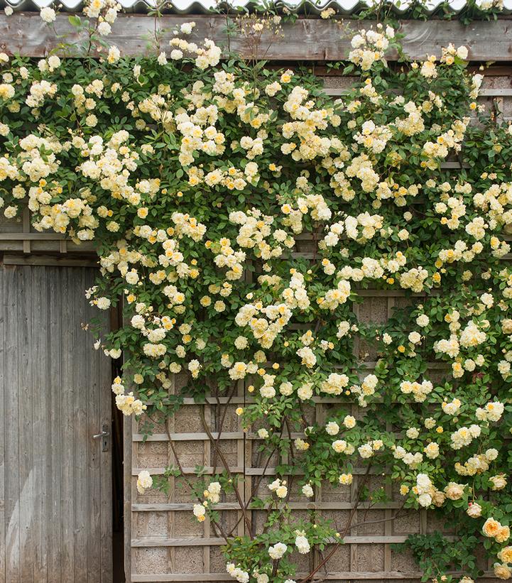 Image Credit: David Austin Roses