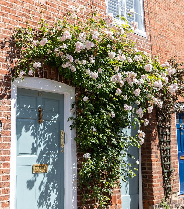 Image Credit: David Austin Roses