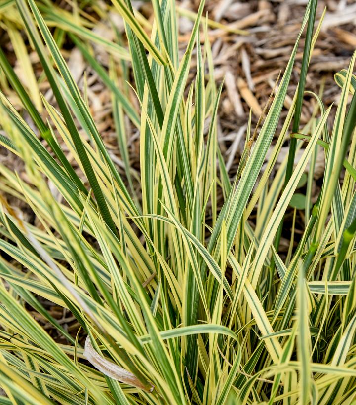 Image Credit: Walters Gardens