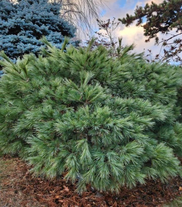 Pinus strobus ''Blue Shag'' - Blue Shag White Pine from Prides Corner Farms