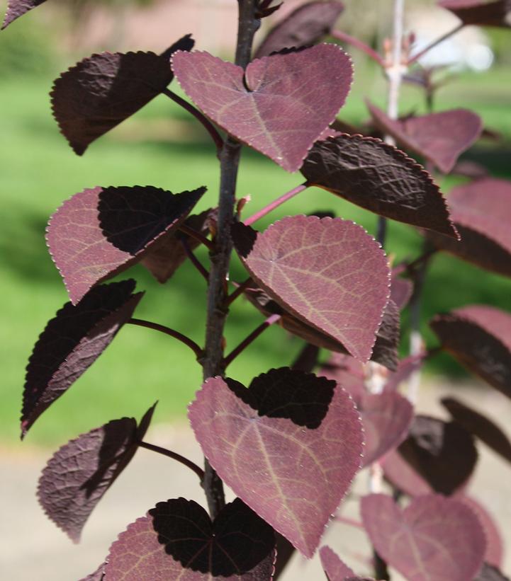 Image Credit: jFrank Schmidt