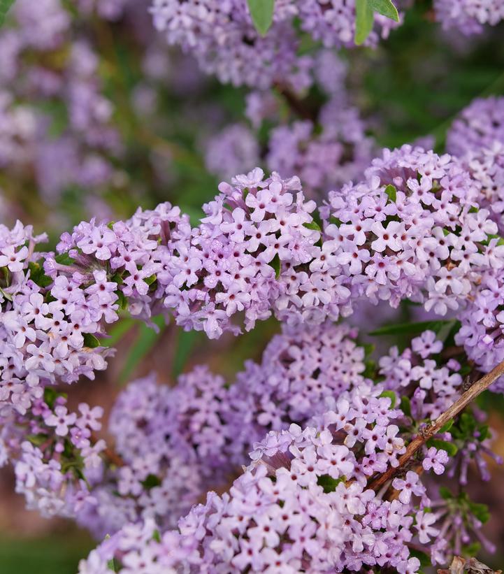 Image credit: Spring Meadow Nursery