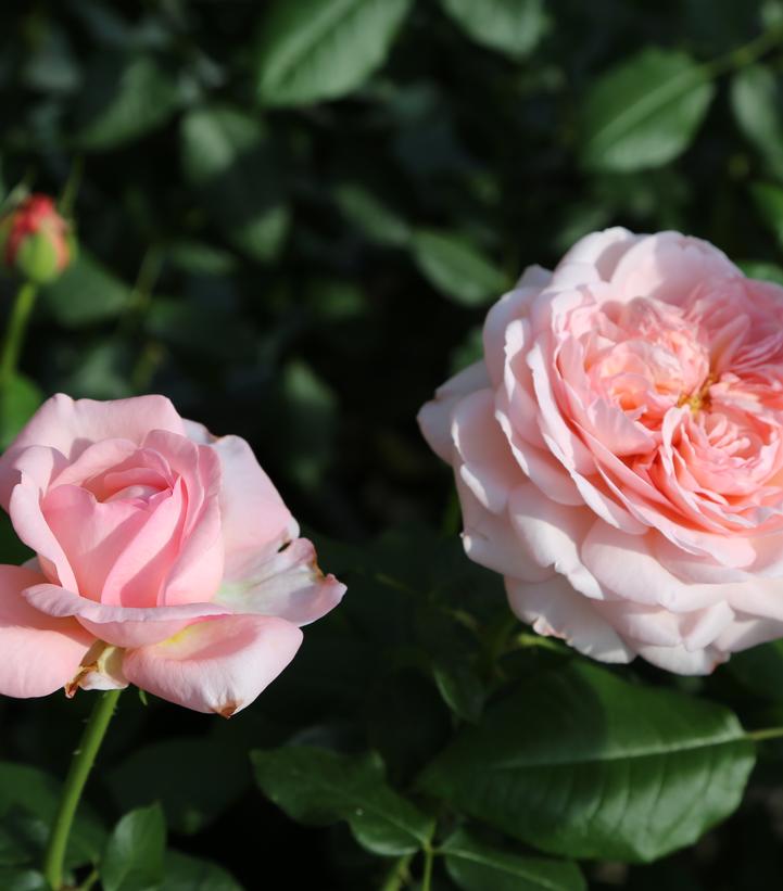 Image Credit: Star Roses and Plants