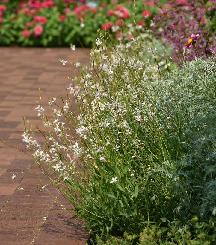 Image Credit: Ball Horticultural