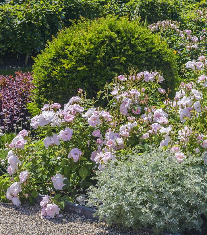 Image Credit: David Austin Roses
