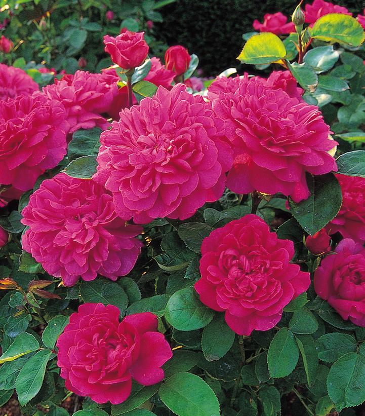 Image Credit: David Austin Roses