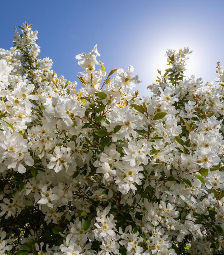 Image Credit: Bailey Nurseries