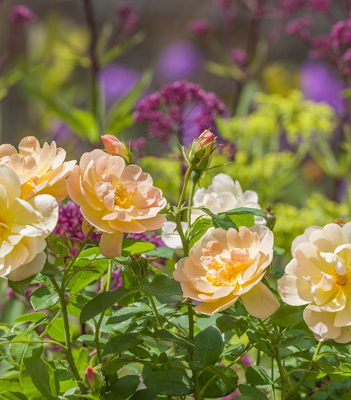 Image Credit: David Austin Rose