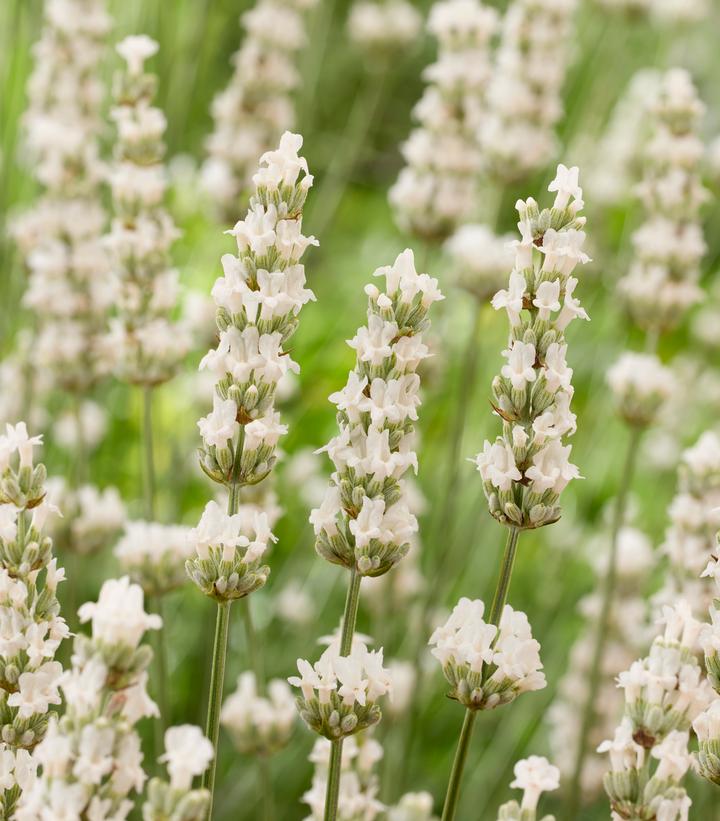 Image Credit: Concept Plants