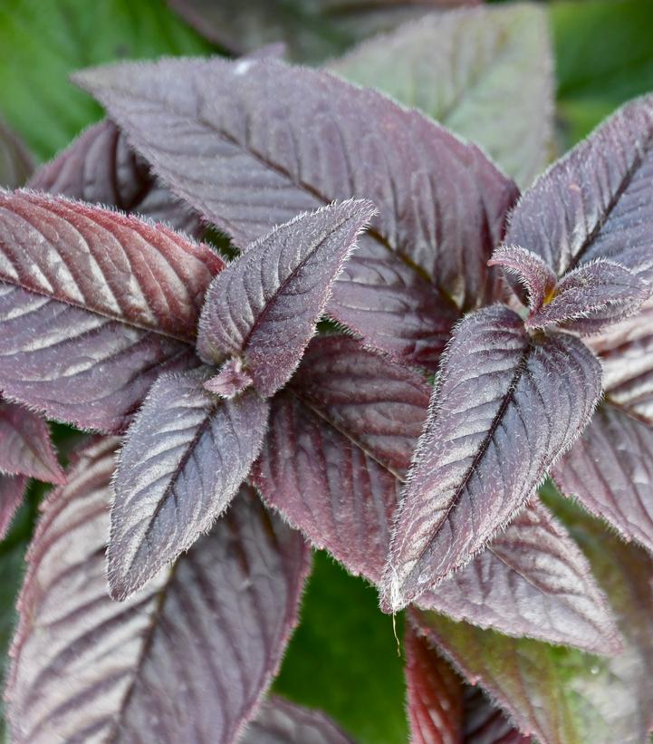 Image Credit: Intrinsic Perennials