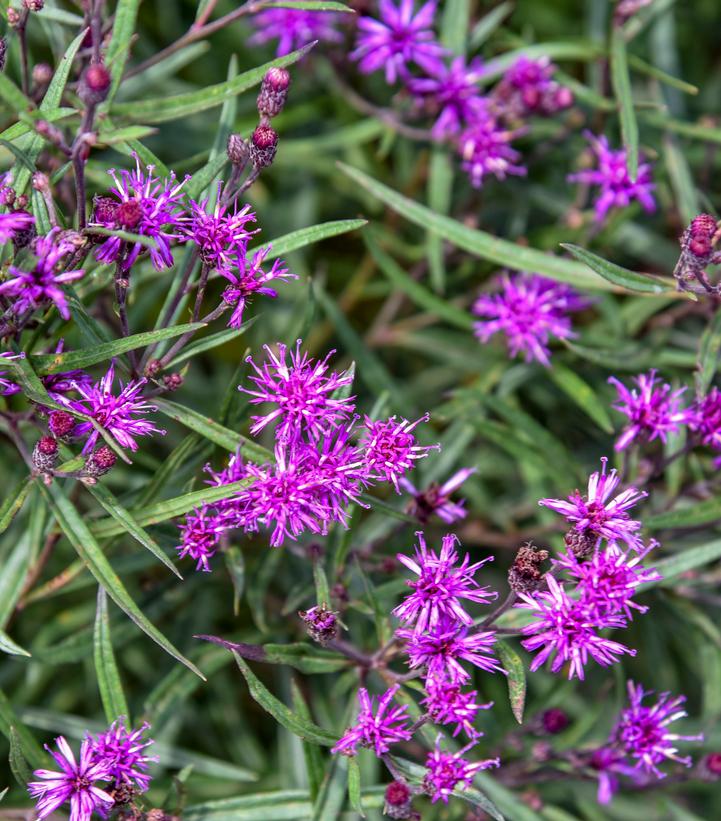 Image Credit: Walters Gardens