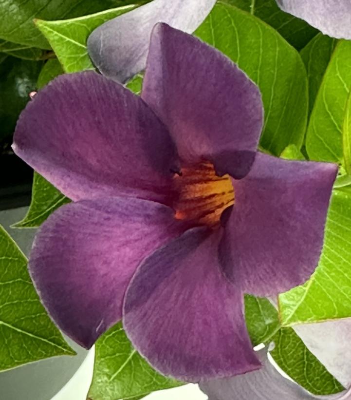 Image Credit: Suntory Flowers