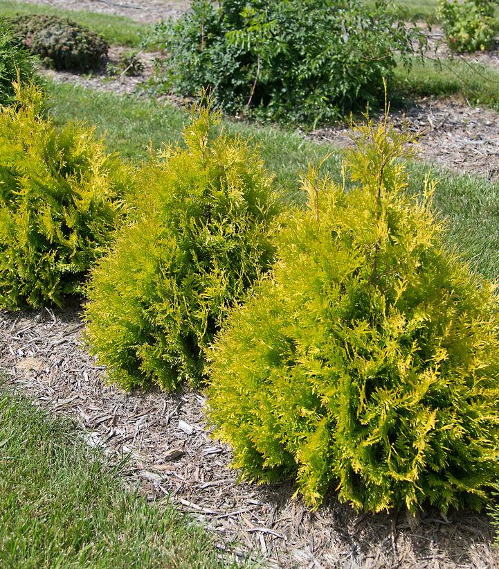 Image Credit: Bailey Nurseries