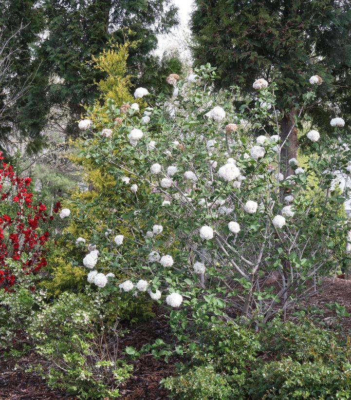 Image Credit: Spring Meadow Nursery