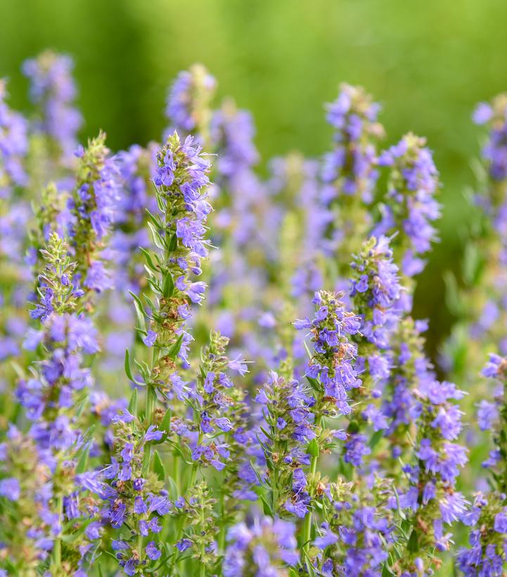 Image credit: Walters Gardens