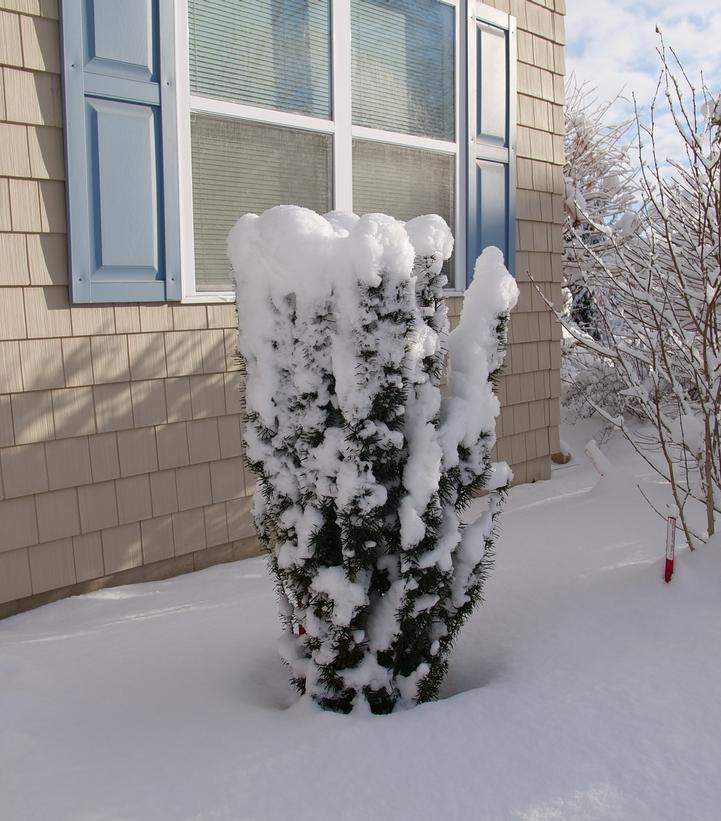 Image Credit: Spring Meadow Nursery