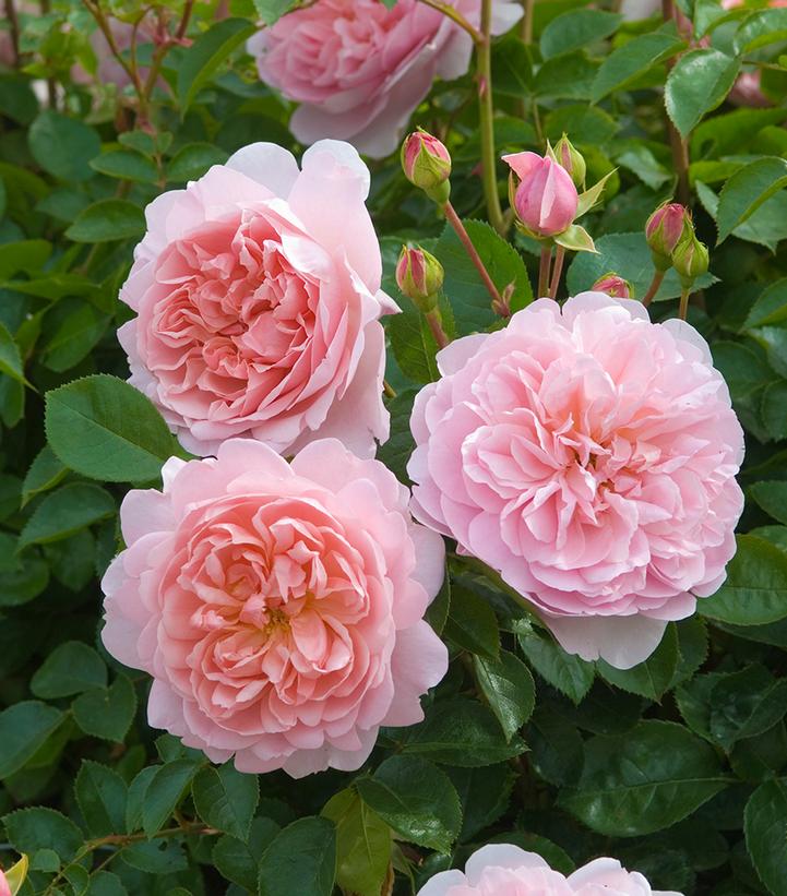 Image Credit: David Austin Roses