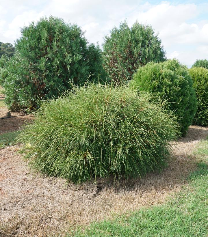 Image Credit: Spring Meadow Nursery