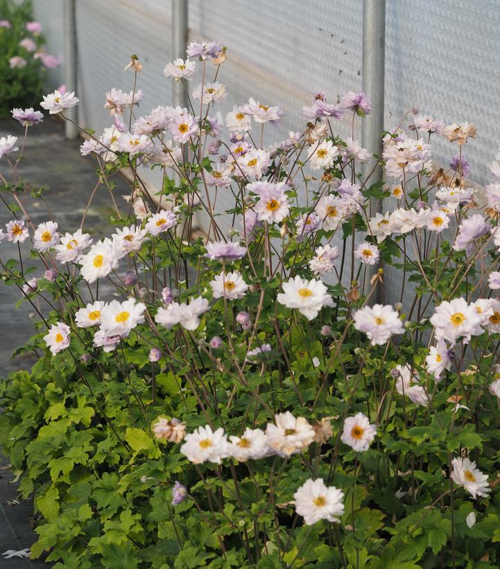 Image Credit: Plants Nouveau