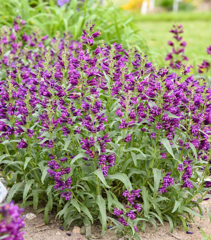 Image Credit: Walters Gardens