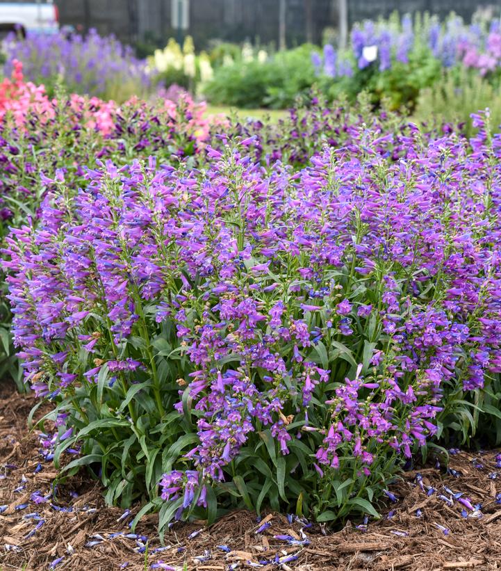 Image Credit: Walters Gardens